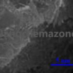Conductive Carbon Graphene Nanotubes Dispersion